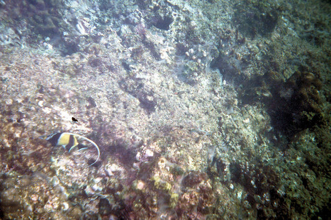 Seychellen Unterwasser-041.jpg